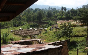 Drying-tables-at-Shilicho-Wet-mill