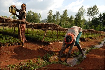 Fero Nursery_MEDIUM - Ethiopia